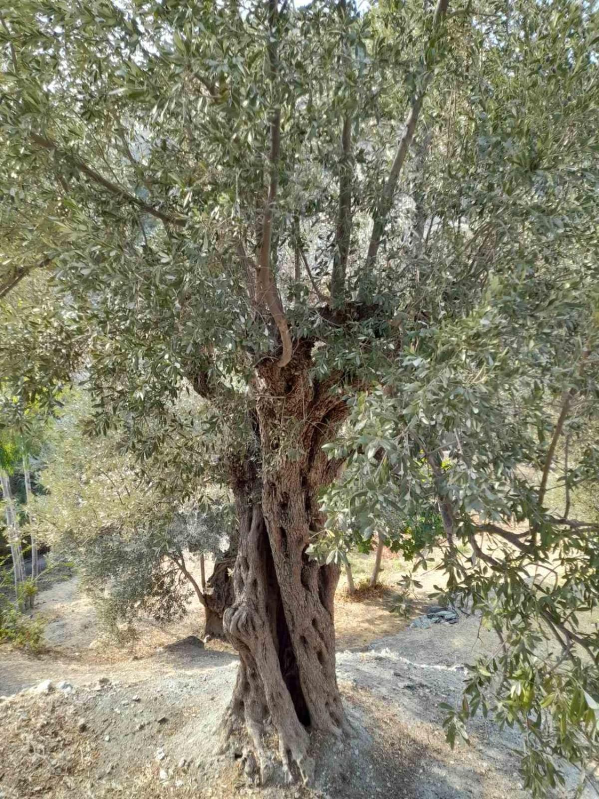 Δωμάτια Κόκκινος Πύργος Plomari Exterior photo